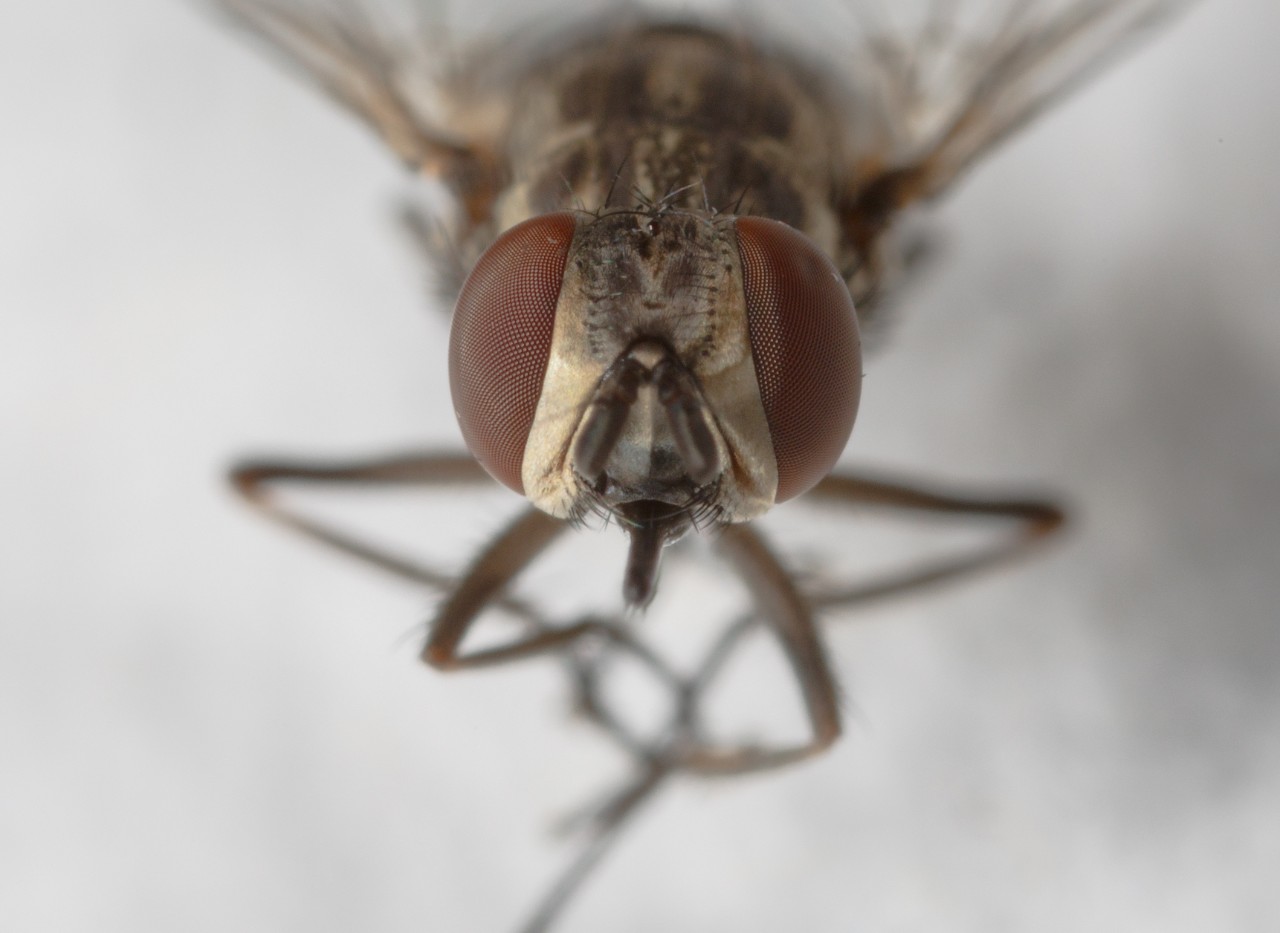 A stable fly