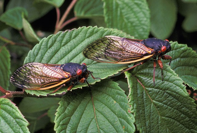 Two cicadas on a leaf.