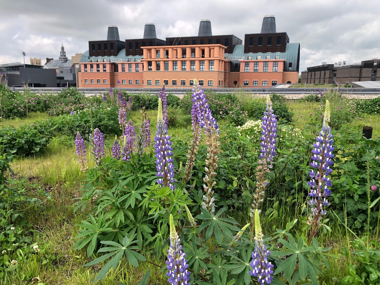 Lindner Hall roof garden