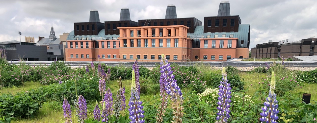 Looking at UC's college of engineering in background through plants on the green roof of UC's LCOB