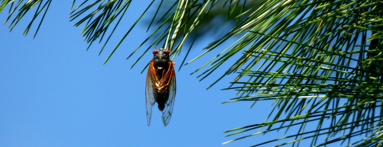 Cicada hanging on a tree