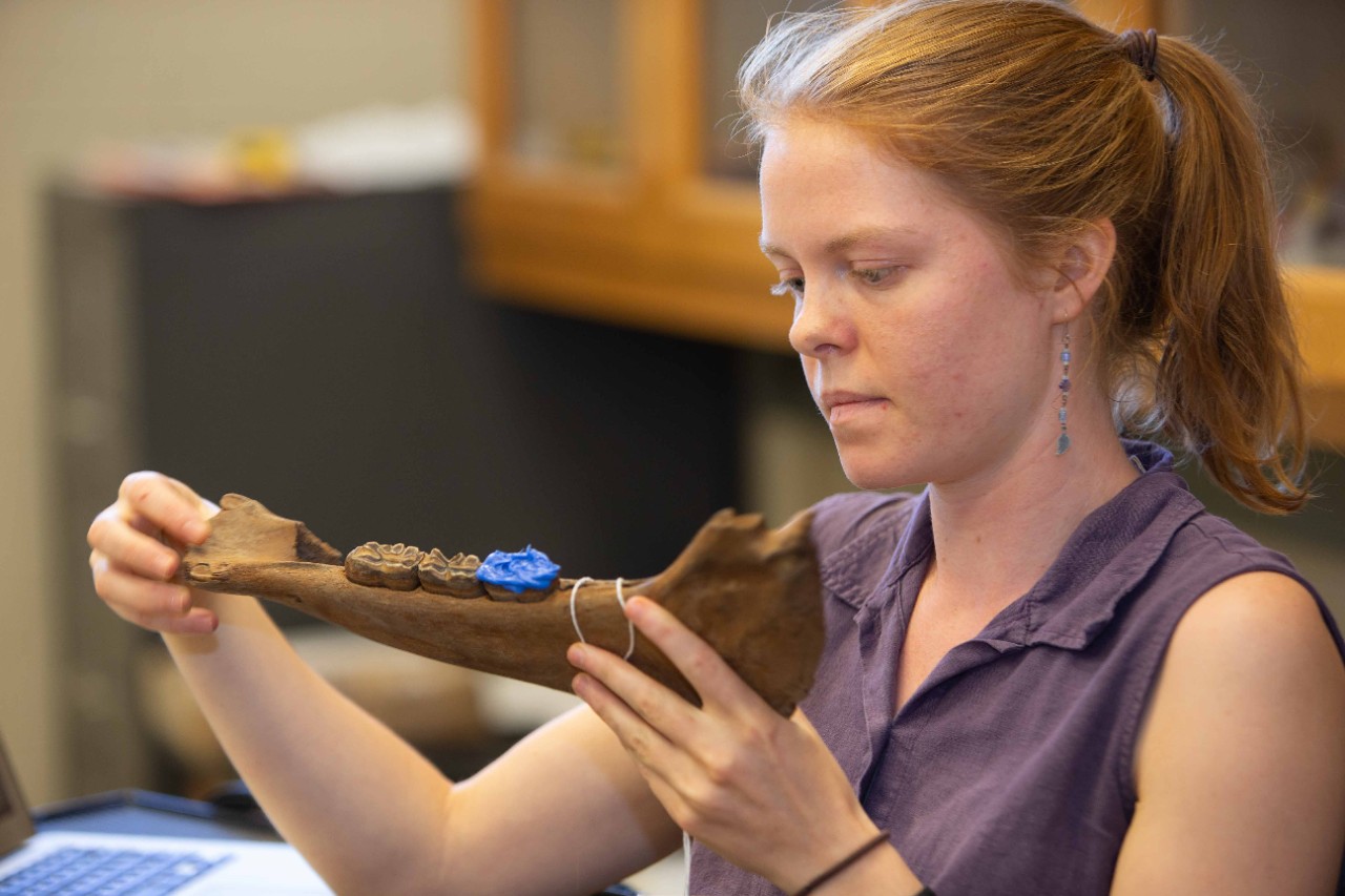 Abigail Kelly inspects a prehistoric jawbone.