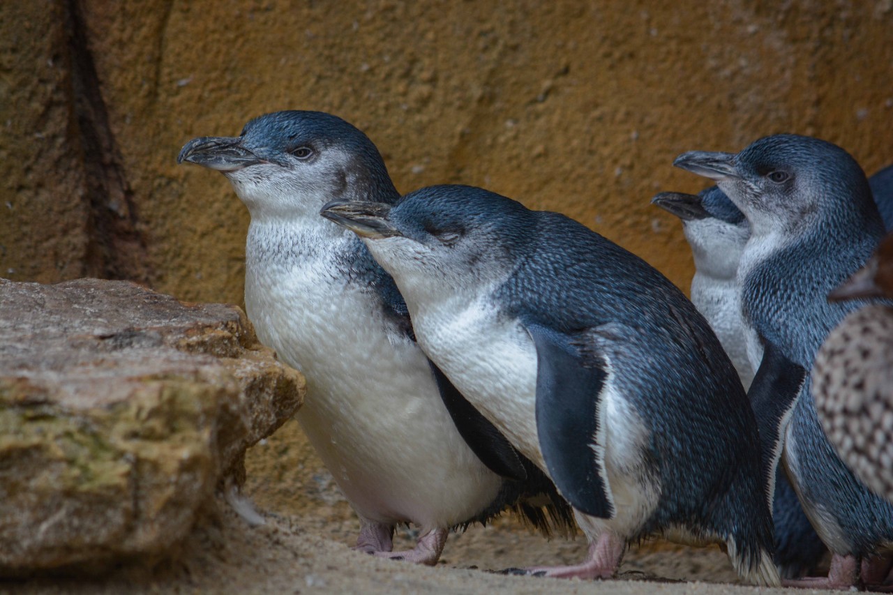 Little blue penguins huddle together.