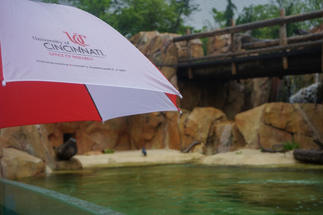 A UC umbrella in the foreground of the fairy penguin habitat.