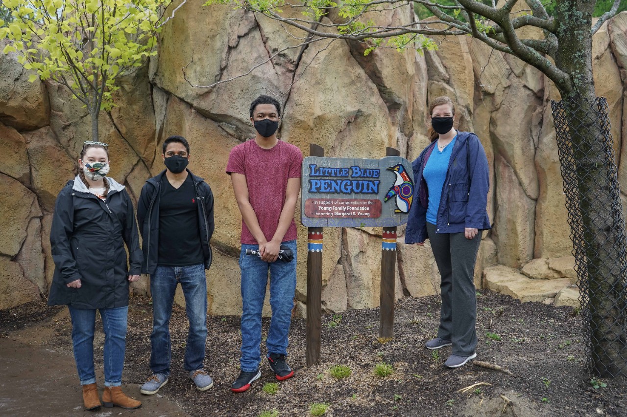 Four people in face masks stand in front of the fairy penguin habitat at the zoo.