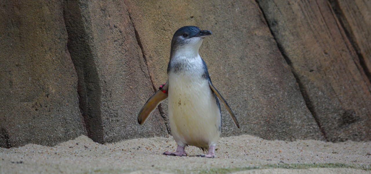 A little blue penguin.
