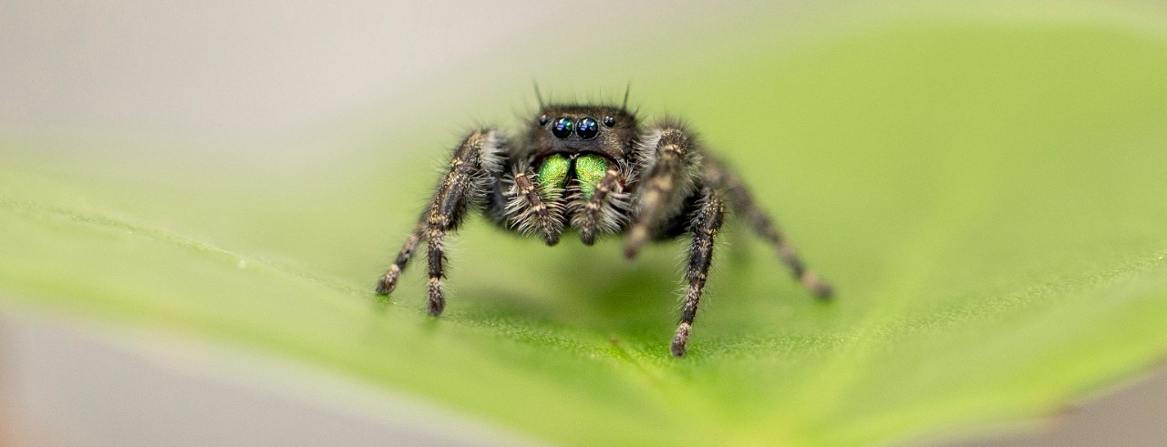 A jumping spider.