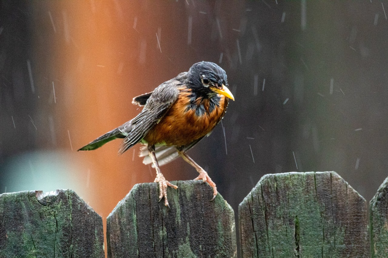 rain falling on a bird
