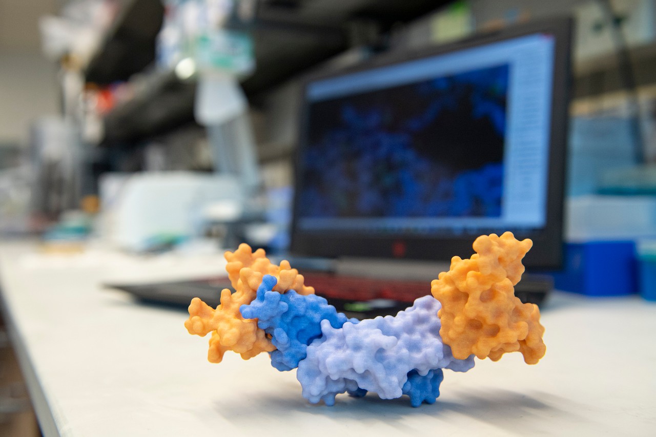 replica of a hormone molecule in a UC lab
