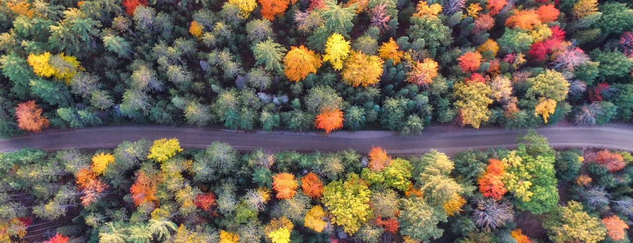 an aerial view of a forest with a road cutting through the middle of it, horizontally