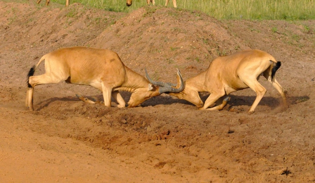 Two hartebeest bucks lock horns in the dirt.