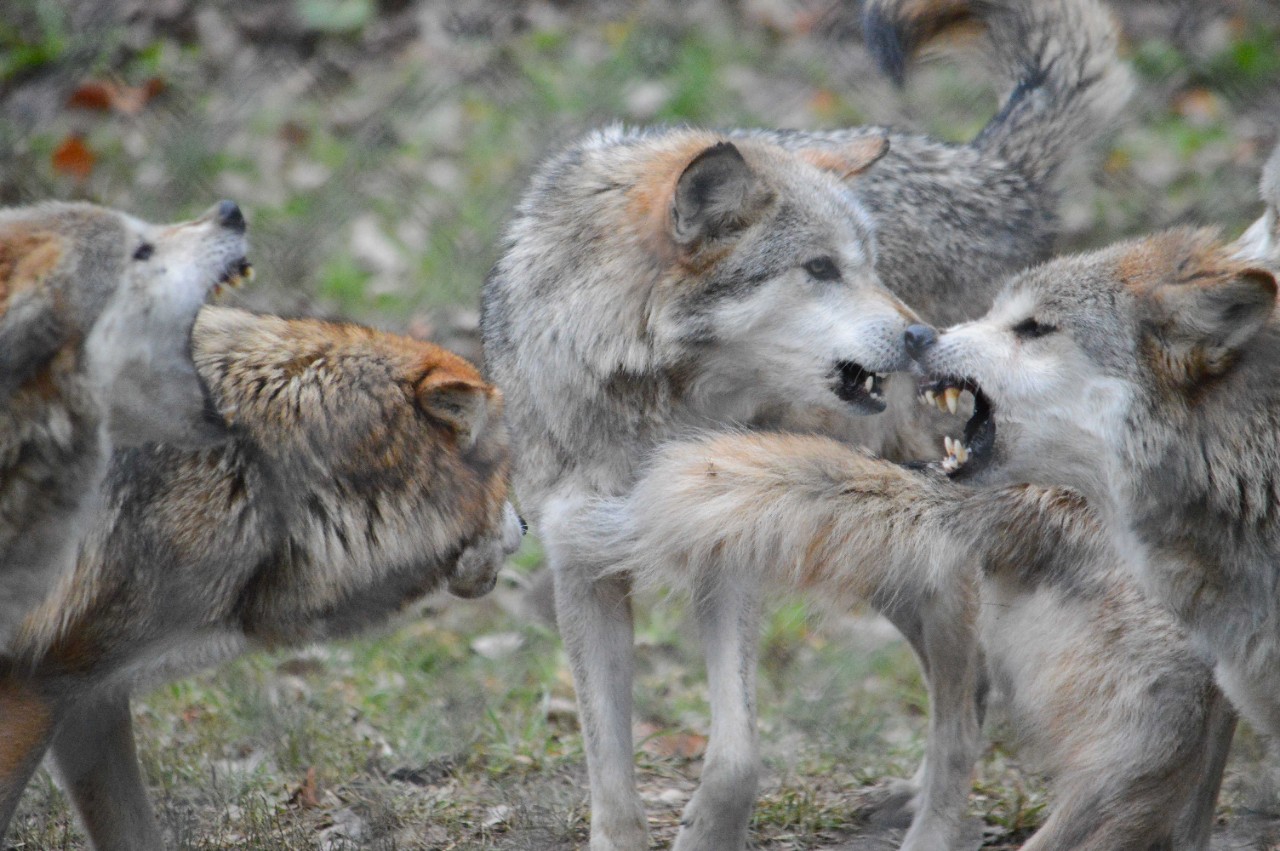 Mexican wolves snarl at each other at the Columbus Zoo.