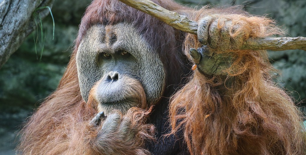 An orangutan scratches its face.