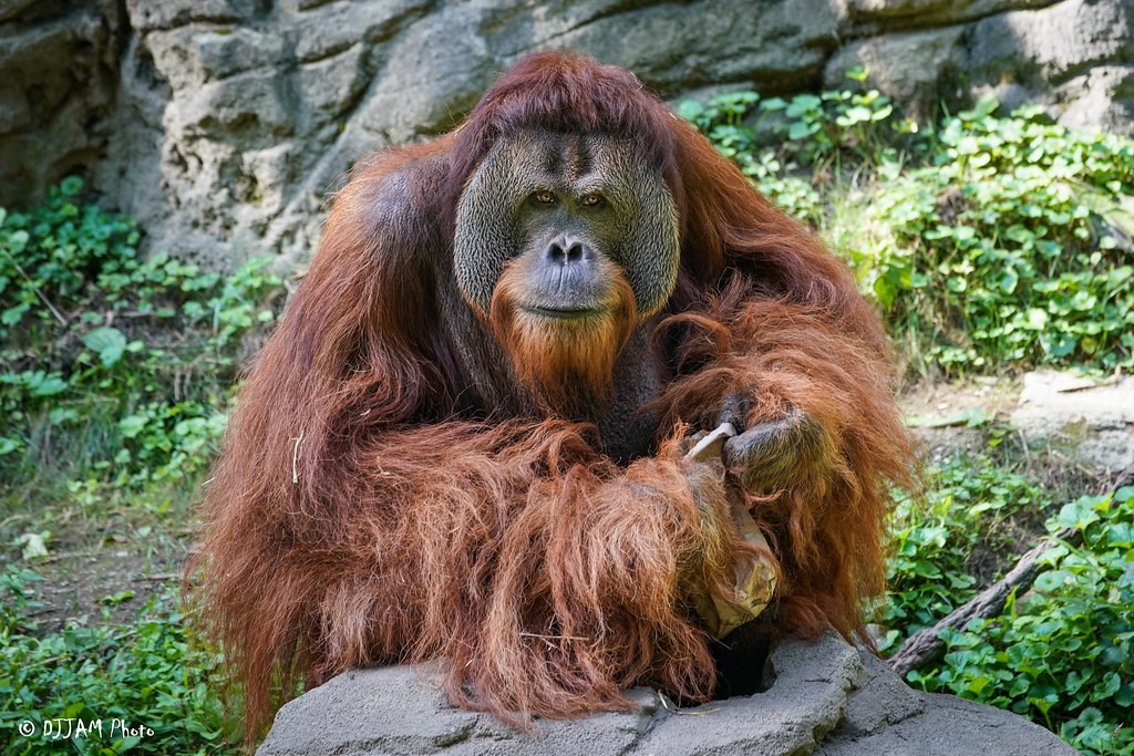 A male orangutan at the Cincinnati Zoo.