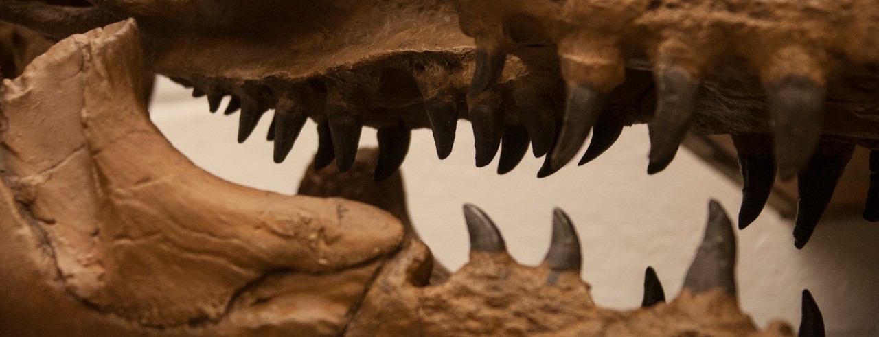 A cast of a tylosaur fossil in a UC lab.