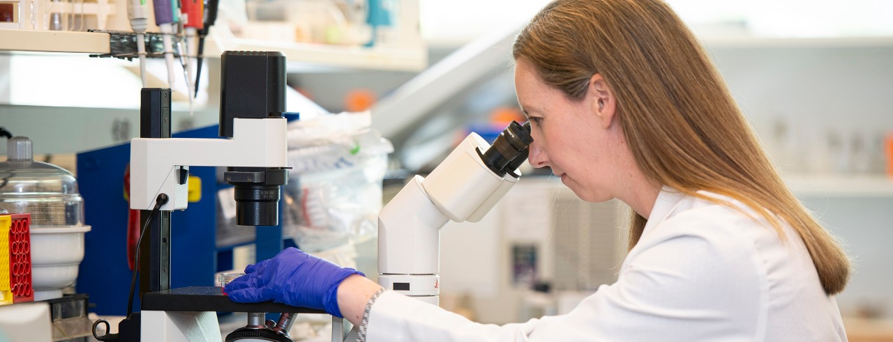 Doctor examines specimens using a microscope