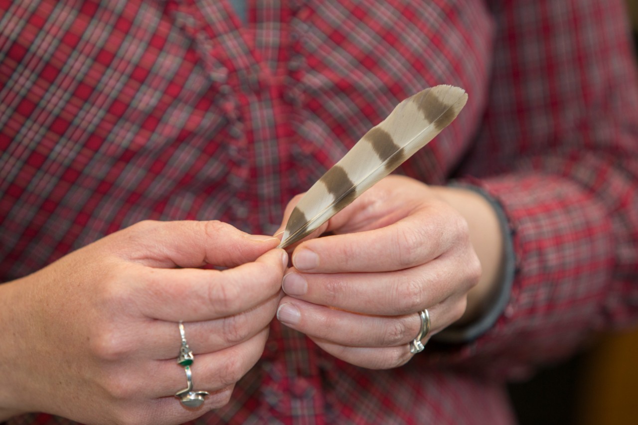 Hands hold a hawk feather.