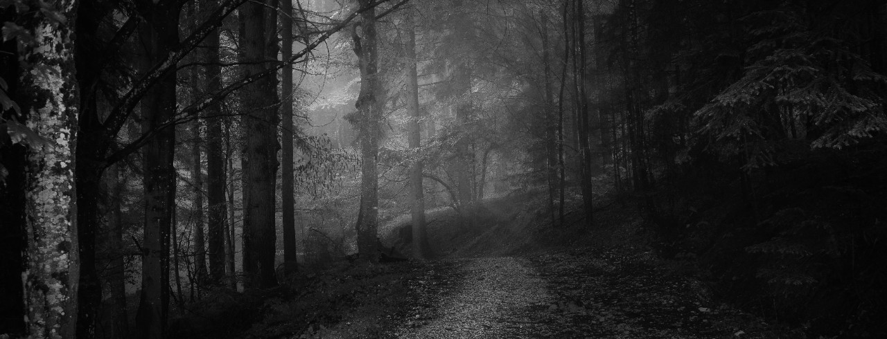 A forest path in moonlight