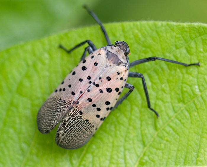 A spotted lanternfly.