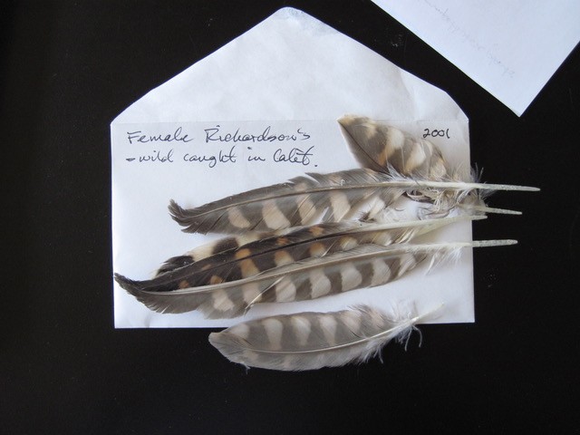 Hawk feathers on an envelope.