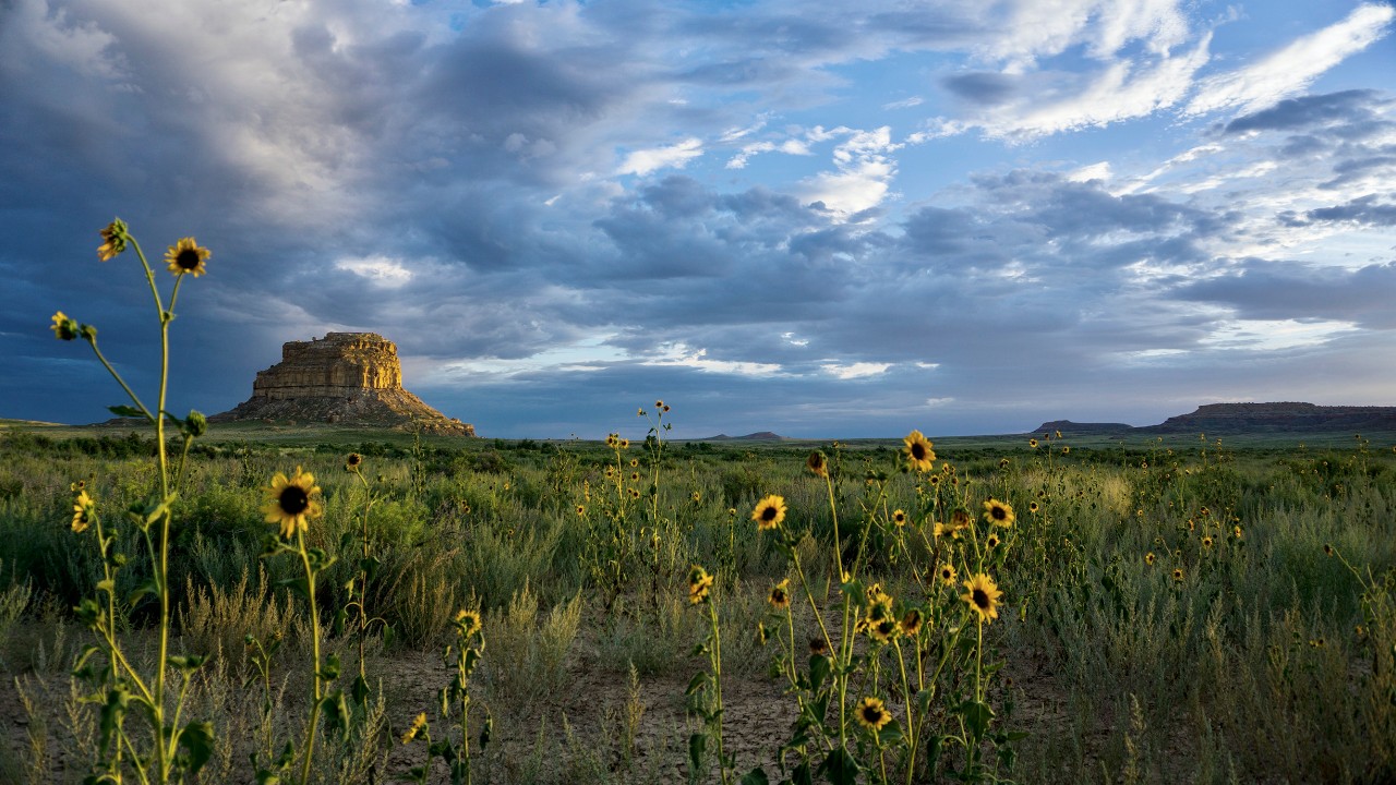 Chaco Canyon's Fajada Butte behind a field of sunflowers in the New Mexico desert.