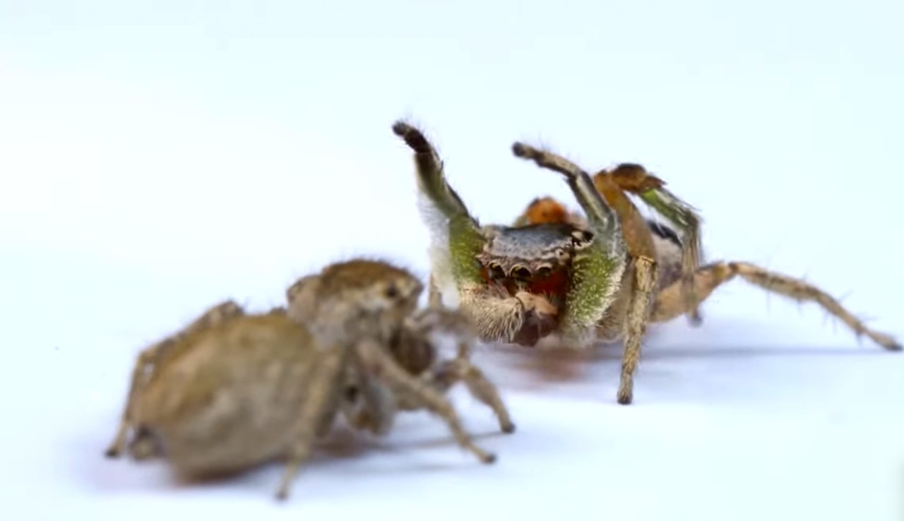 A jumping spider uses color and movement to attract a mate.