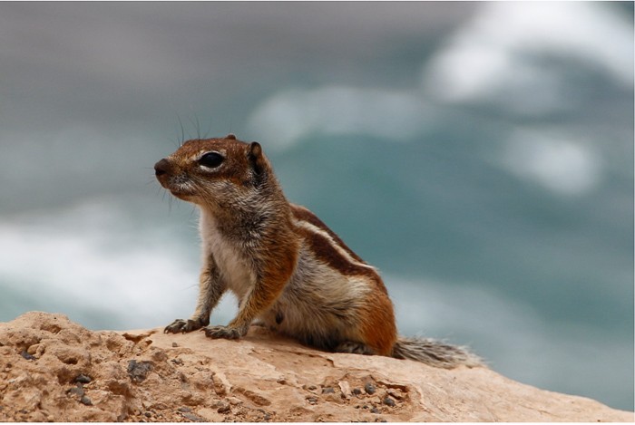 A Barbary ground squirrel.