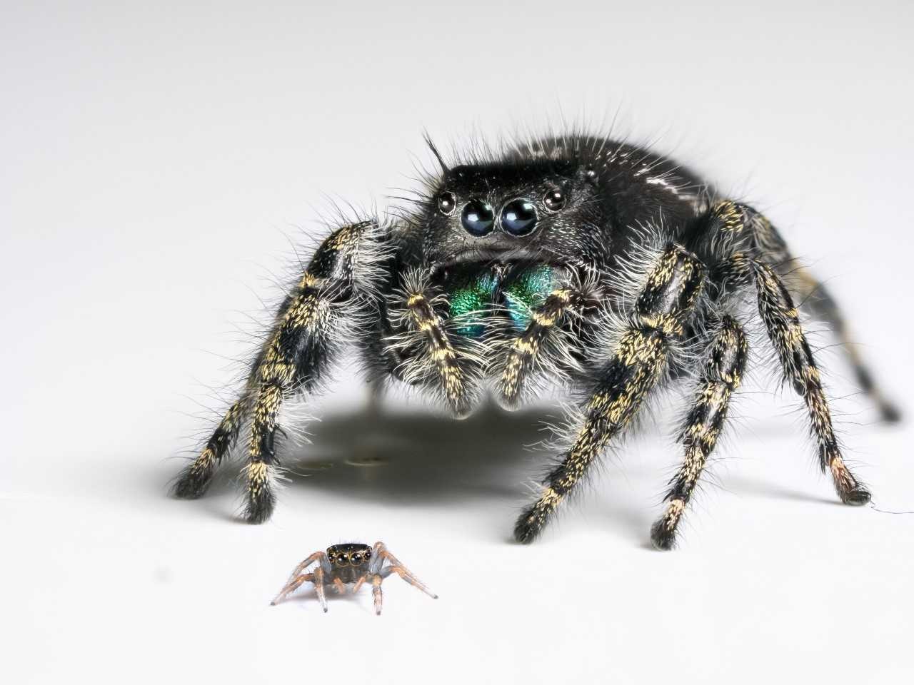 A baby jumping spider is a miniature carbon copy of an adult against a white backdrop.