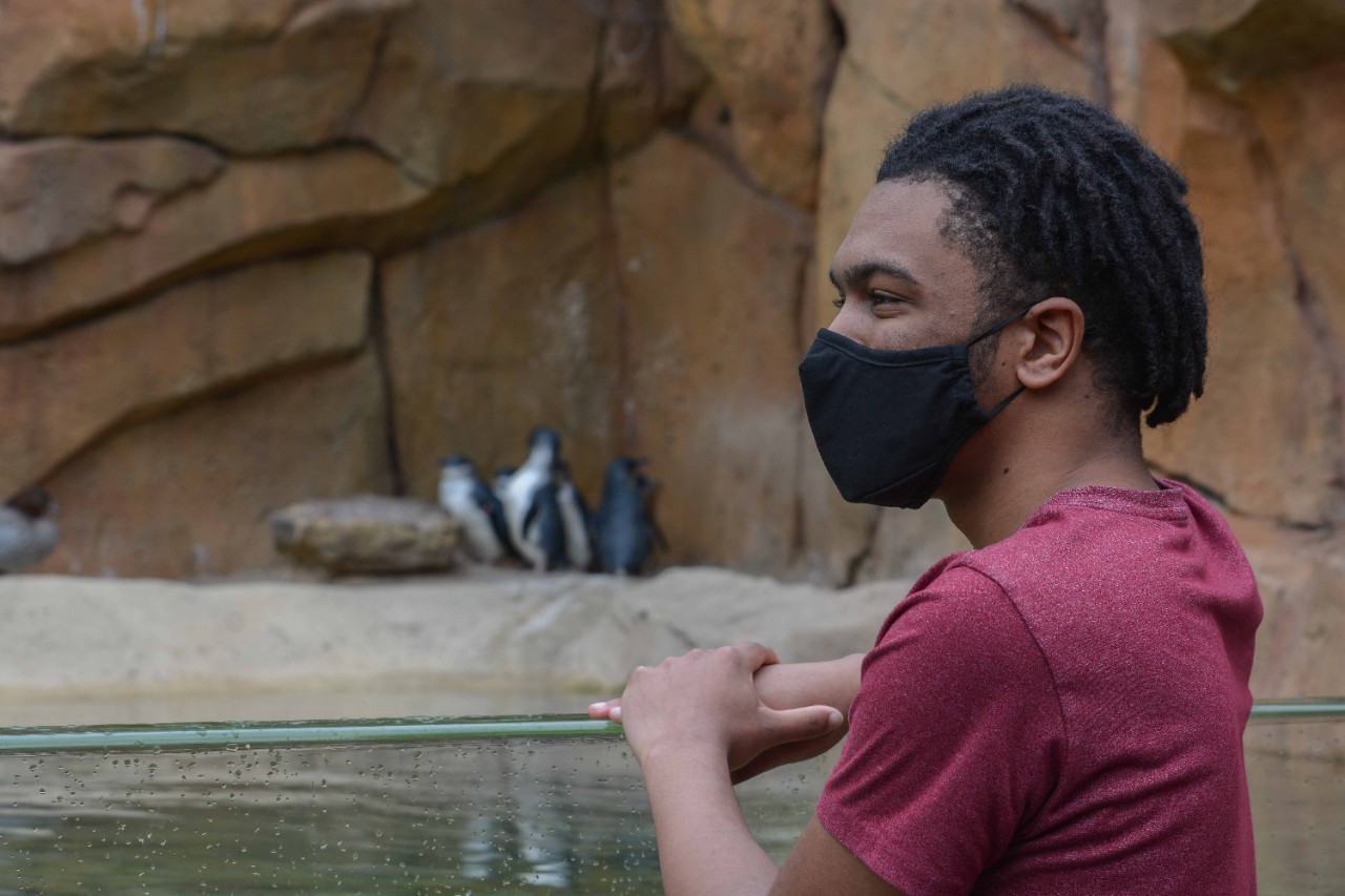 A student in a face mask looks at little blue penguins in their habitat at the zoo.
