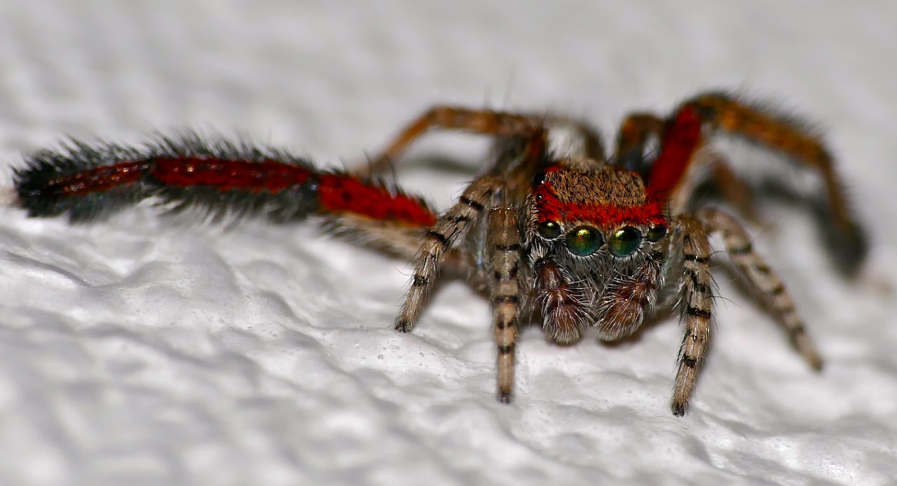 A jumping spider has vivid red fur on its head and legs.