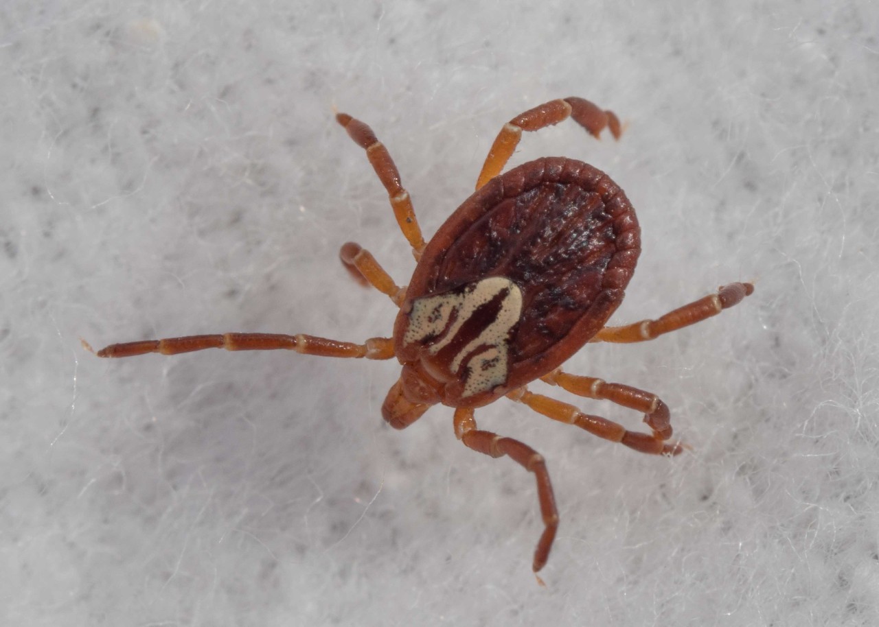 a close up of a tick