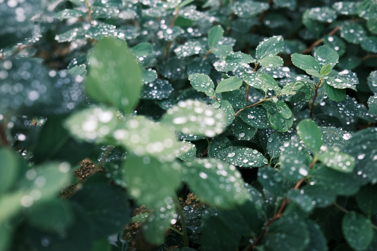 Foliage.