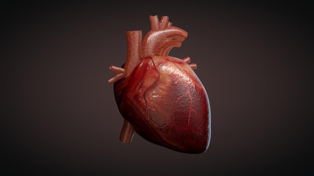 a 3D rendering of a human heart