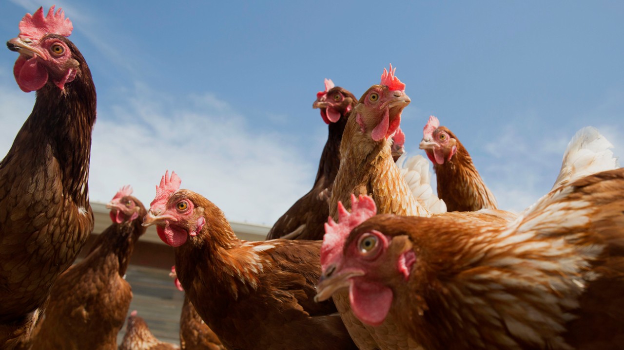 a photo of several chickens against a blue sky