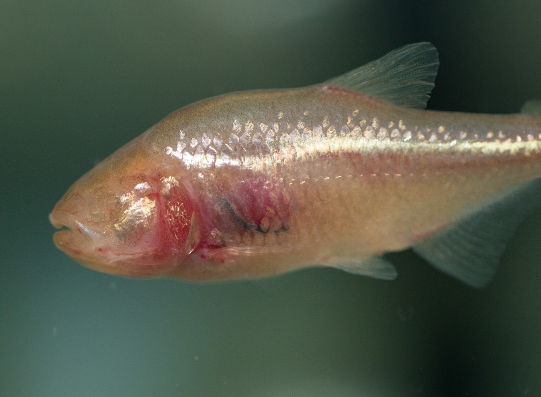 A blind cavefish.