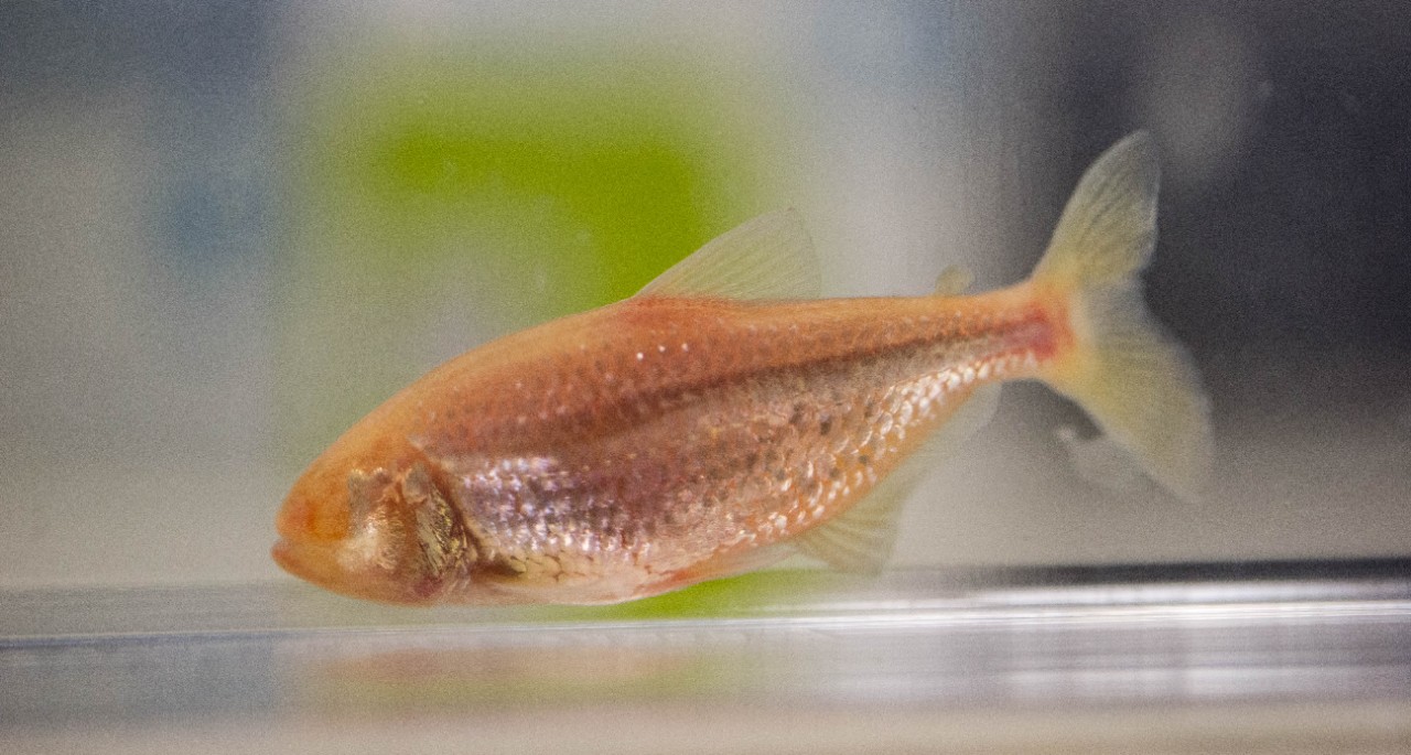 A Mexican blind cavefish in an aquarium.