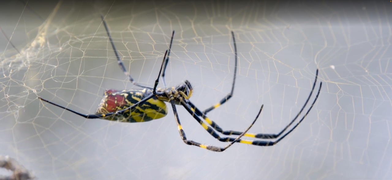 A Joro spider.