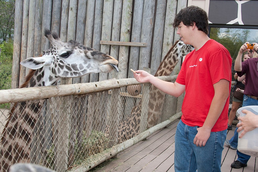 boy feeding a giraffe 
