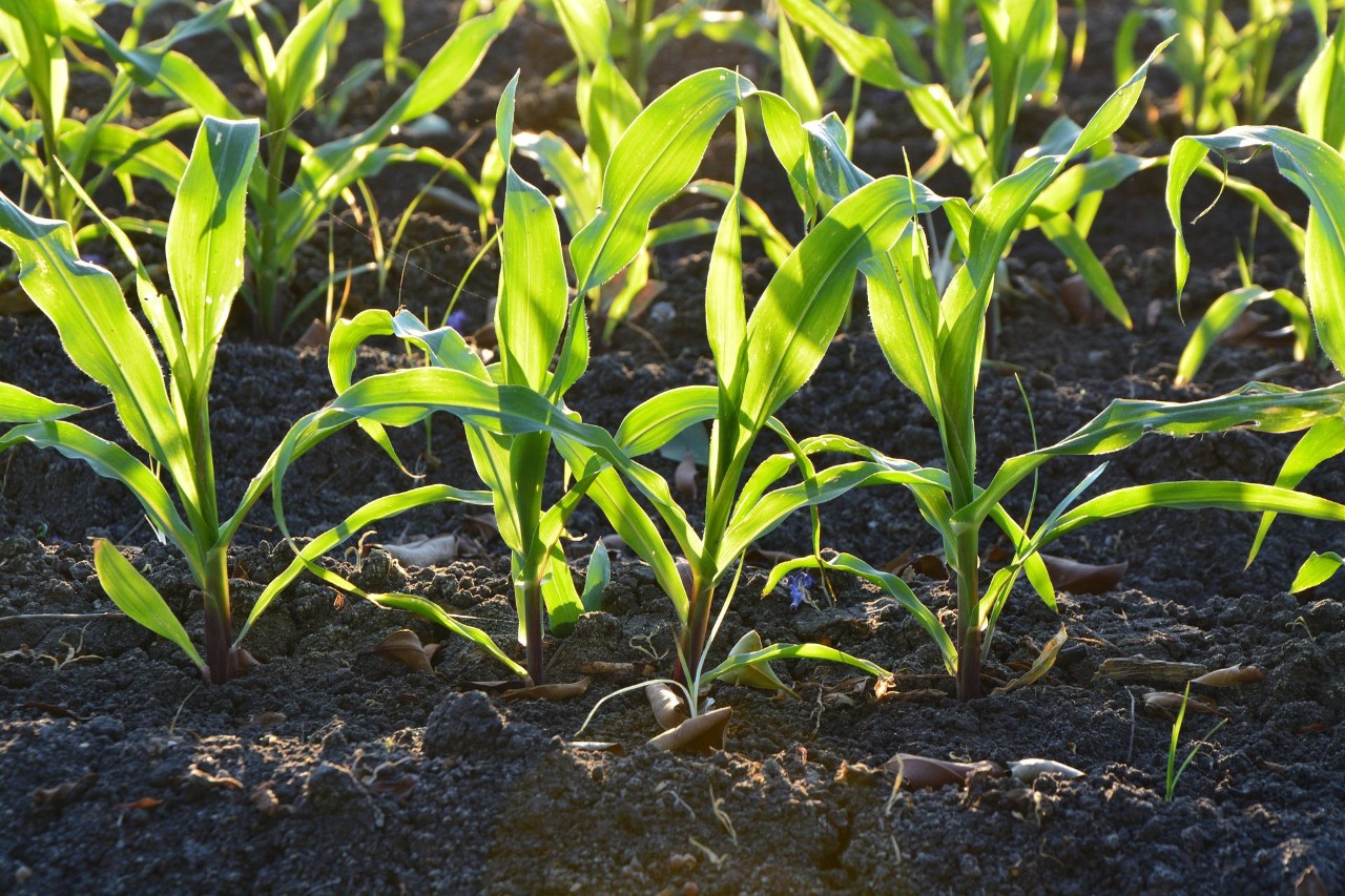 Corn sprouting in a field.