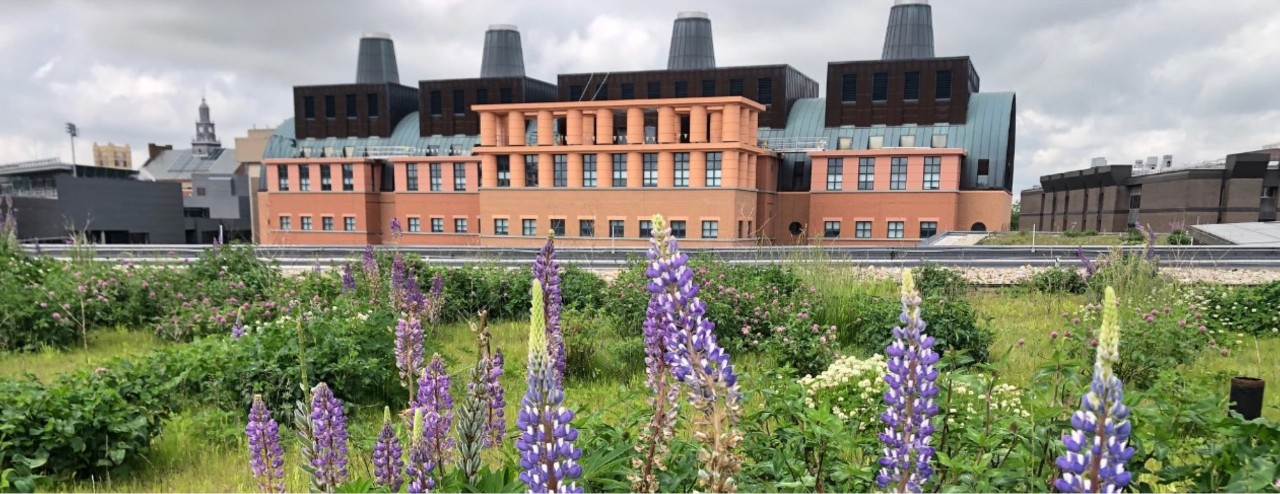 Native plants on Zimmer Hall rooftop with College of Engineering in background.