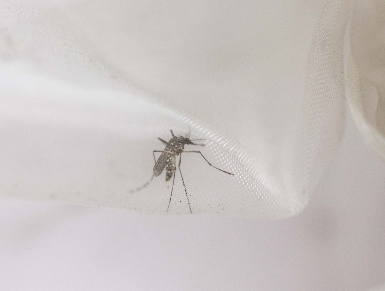 A mosquito perches on mesh netting.