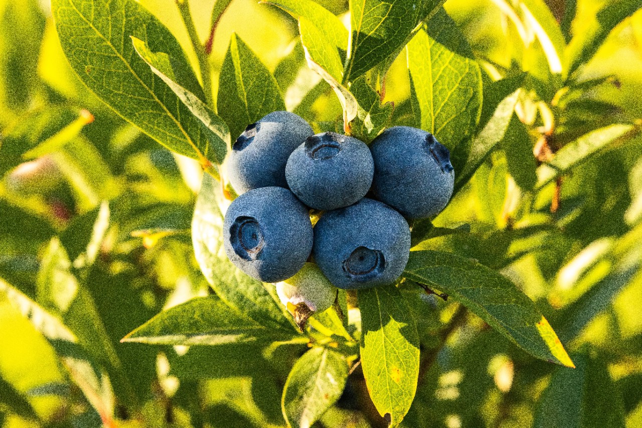 A group of blueberries surrounded by leaves on a blueberry bush