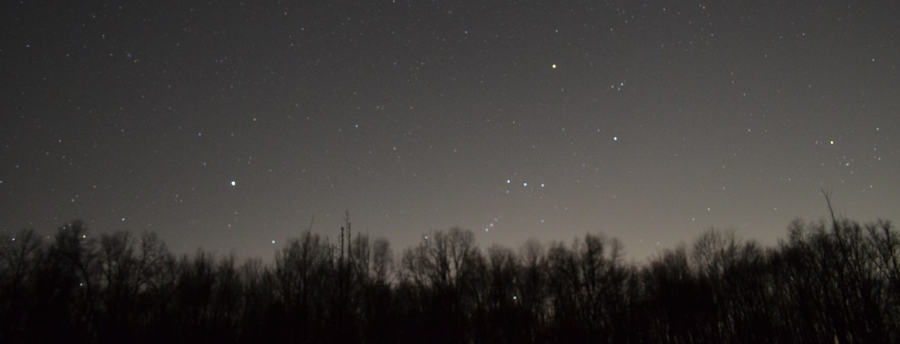 A starry night sky above a forest of trees.