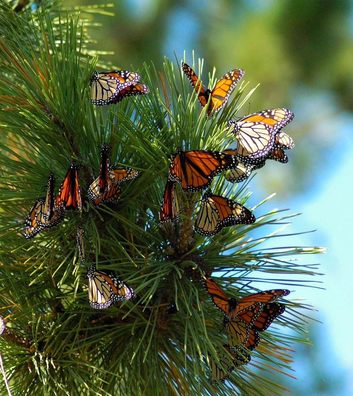 Butterflies roost in a cedar tree.