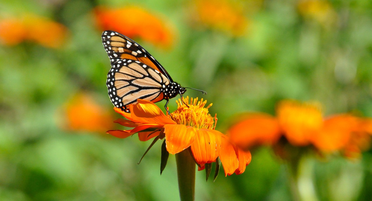 A monarch butterfly on an orange flower.