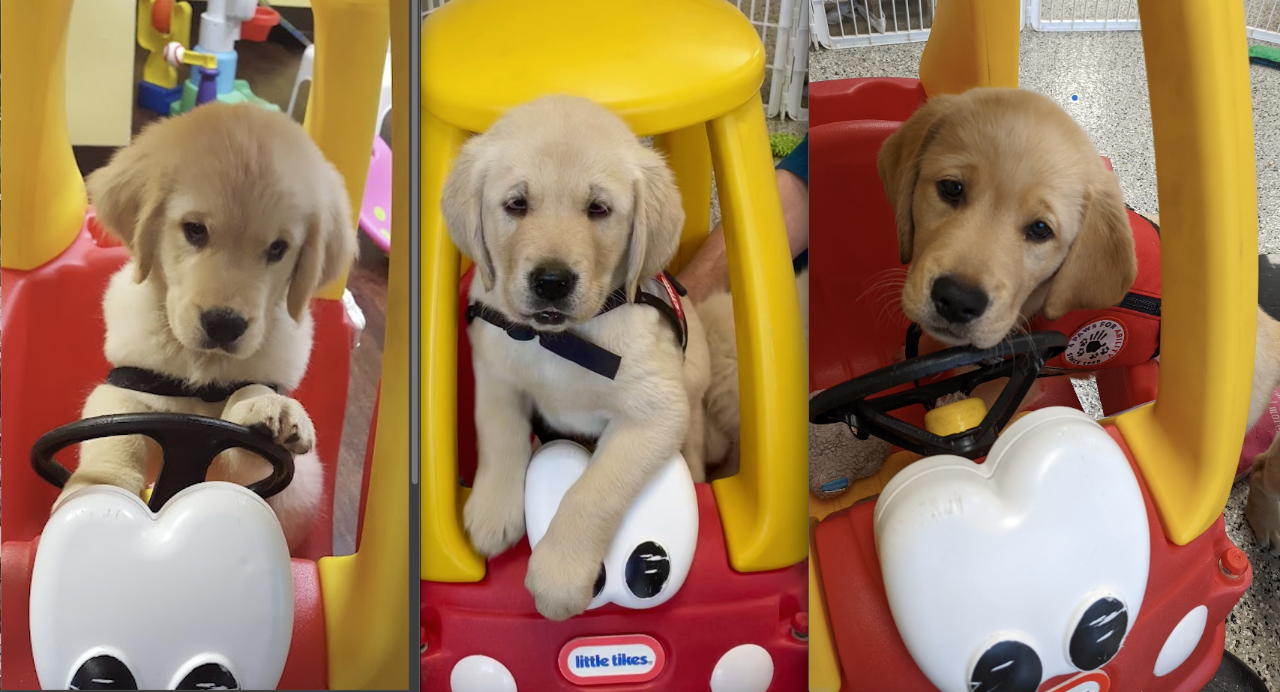 A composite of three puppies at the wheel of a Cozy Coupe toy car.