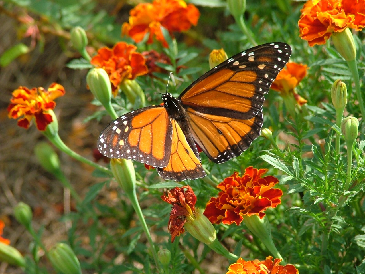A monarch butterfly on orange flowers.