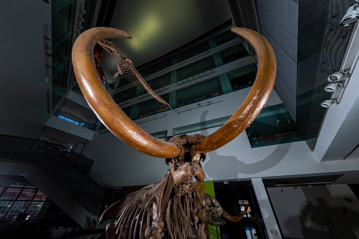 A male mastodon's sweeping tusks fill the frame in a museum setting.