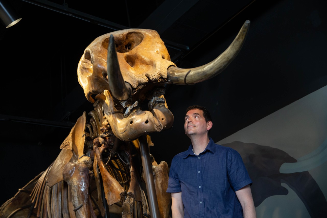 Joshua Miller looks up at the skull of a mastodon at the Cincinnati Museum Center.