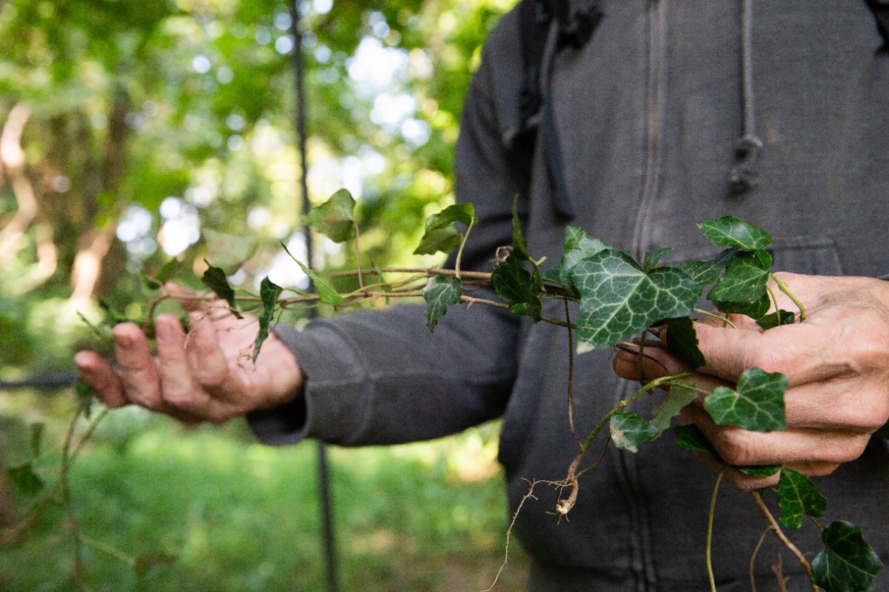 A closeup of English ivy, one of many nonnative, invasive species taking over Ohio forests.